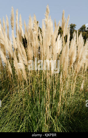 pampas grass grasses Cortaderia selloana Stock Photo