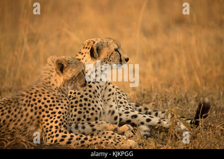 Serengeti National Park. Cheetahs ( Acinonyx jubatus ) in savanna.  Tanzania. Stock Photo