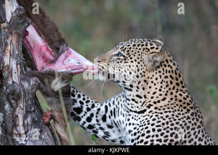 Masai Mara National Reserve.  African Leopard with her kill (Panthera pardus).  Kenya. Stock Photo