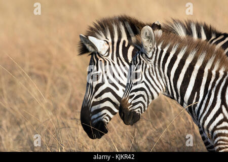 Masai Mara National Reserve.  Two plains zebras (Equus burchelli) standing in a row.  Kenya.