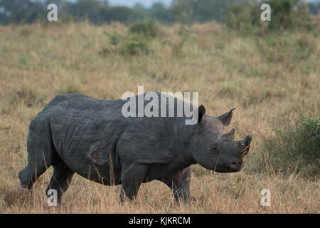 Masai Mara National Reserve.  Rhinoceros in savanna. Kenya. Stock Photo