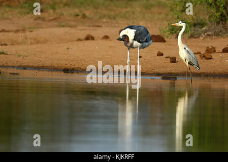 Kruger National Park.  A Marabou Stork ( Leptoptilos crumeniferus).  South Africa. Stock Photo