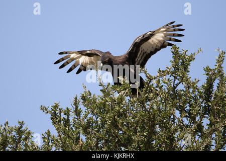Masai Mara National Reserve. Long-crested Eagle (Lophaetus occipitalis).  Kenya. Stock Photo
