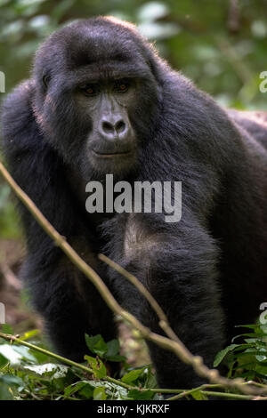 Uganda, Bwindi Impenetrable National Park, Bwindi Impenetrable Forest, mountain gorilla. (Gorila beringei beringei),
