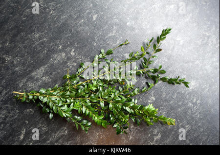 Palm sunday celebration in a Paris catholic church. Boxwood. France. Stock Photo