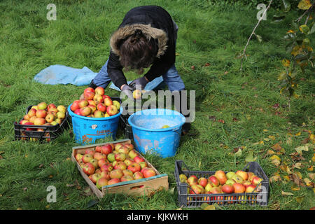 Apple picking. France. Stock Photo