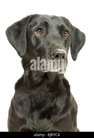 Working Black Lab Labrador Retriever sitting on white background Stock Photo