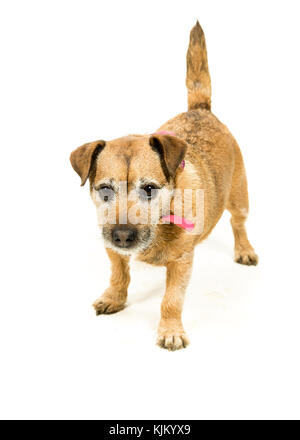 Jack Russell-Border Terrier crossbreed on White Background Stock Photo