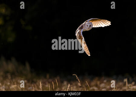 Barn owl in flight, backlit