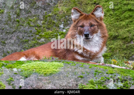 Dhole or Asiatic wild dog