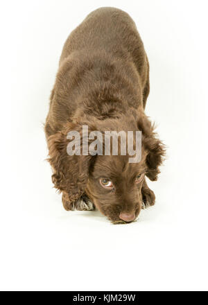 Working Cocker Spaniel Puppy on White Background Stock Photo