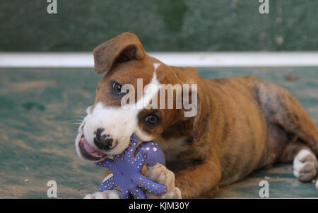 A abandoned puppy playing with a toy in a shelter. Photo by Nikki Attree Stock Photo