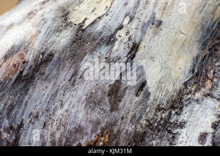 Texture of a tree trunk sanded with sea water close-up for background Stock Photo