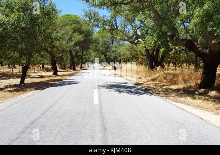 road with cork oaks, alentejo region, Portugal Stock Photo