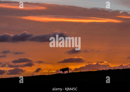 Cow silhouetted against a Welsh sunrise.