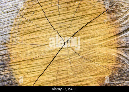 Close-up view of a cut tree trunk showing the concentric rings, the radial rays and splits of the wood. Stock Photo
