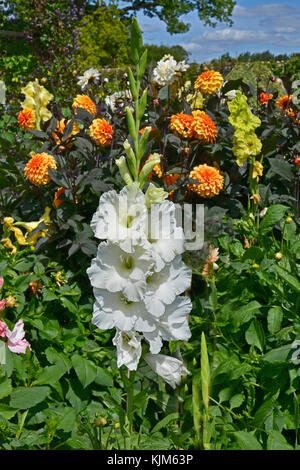 Close up of flowering Gladioli 'White Goddess' in a garden flower border Stock Photo