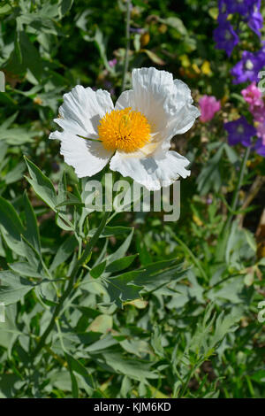 A close up of the Californian Tree Poppy Romneya coulteri 'White Cloud' Stock Photo