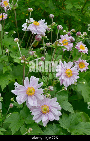 Close up of Japanese Anemones, Windflowers in a garden border Stock Photo