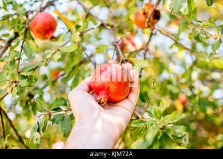 Pomegranate fruit on the tree Stock Photo