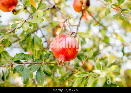 Pomegranate fruit on the tree Stock Photo