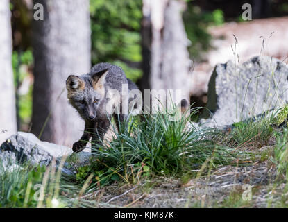 Young Cascade Red Fox Stalks another kit while rough housing Stock Photo