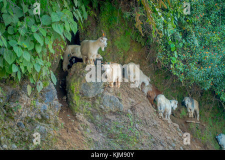 Flock of goats, eating and walking near of small town Pokhara in Nepal Stock Photo