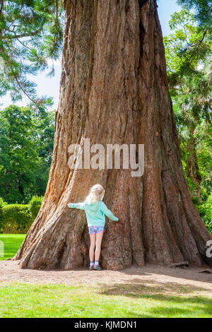 Child kid blonde girl hugging a Giant Sequoia tree in the grounds of Birr Castle, Offaly , Ireland, freedom, childhood, large concept gigantic massive Stock Photo