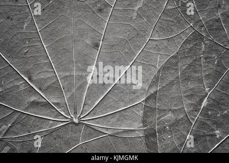 Extreme close up picture of old compressed leaves with visible veins and specks, black and white natural abstract background. Stock Photo