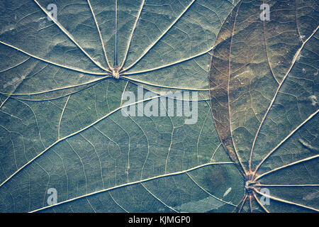 Extreme close up picture of old compressed leaves with visible veins and specks, natural abstract background, color toned. Stock Photo