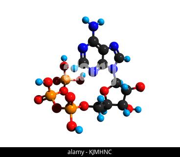 ATP synthase molecule. Molecular model showing the structure of ATP ...