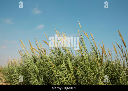 Carrizo Cane (Giant Reed)(arundo donax), an Invasive Species, on Banks ...