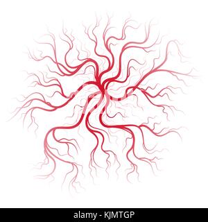 Human blood veins Stock Vector