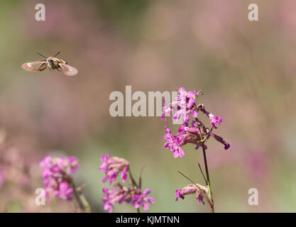Broad bordered bee hawk moth Stock Photo