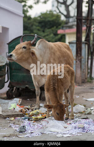 Cow and calf scavenging amongst waste on a street in Rajasthan, India. Stock Photo