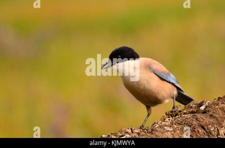 Azure winged magpie perched on a branch with background of spring colors.