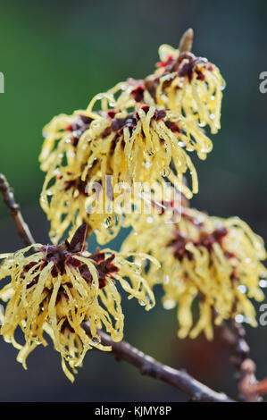 HAMAMELIS MOLLIS Stock Photo