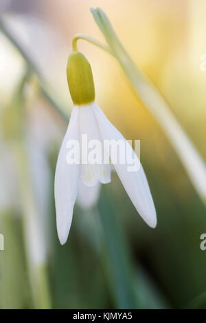 GALANTHUS NIVALIS NORFOLK BLONDE Stock Photo