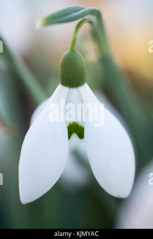 GALANTHUS SEAGULL Stock Photo