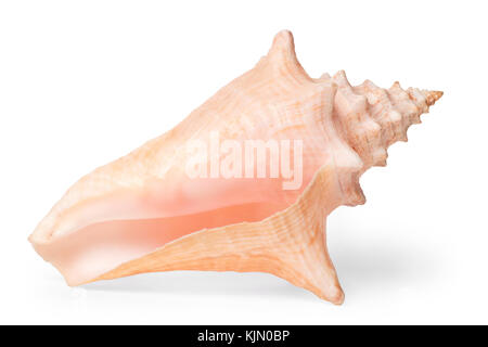 Sea shell close up. Isolated on white, clipping path included Stock Photo