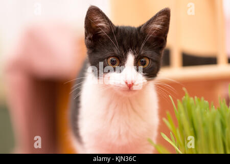 Little kitten eats green grass Stock Photo - Alamy