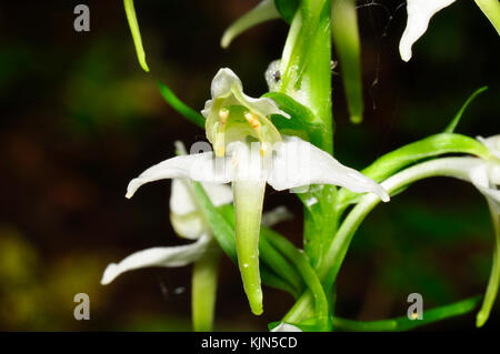 Greater Butterfly Orchid 'Platanthera chlorantha' grows on calcareous soil in light dappled shade, close up,  May to July, widespread in UK. Hampshire Stock Photo