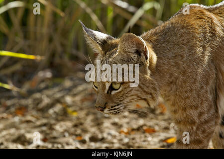 Bobcat is predator stalking prey with vigilant stealth at Sweetwater Wetlands in Tucson, Arizona.  Closeup, horizontal photo with copy space. Stock Photo