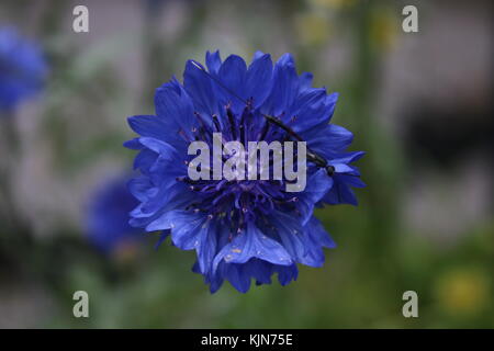 macro close up photo of blue flower with blurred background Stock Photo