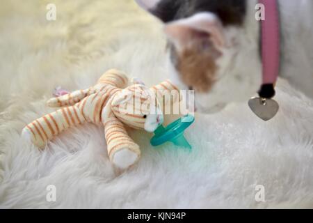 kitten pacifier toys