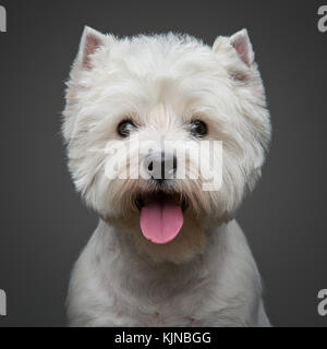 beautiful west highland white terrier dog Stock Photo