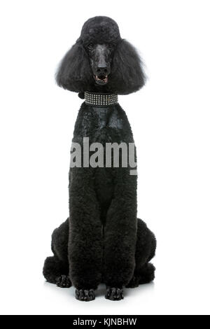 beautiful black poodle dog isolated on white Stock Photo