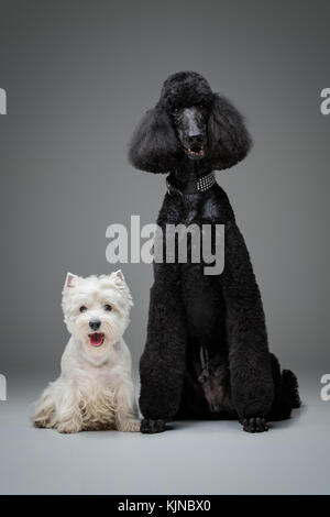 beautiful black poodle and westie dogs on grey background Stock Photo