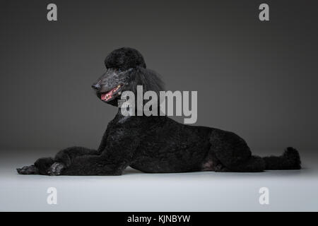 beautiful black poodle on grey background Stock Photo
