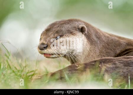 Smooth-coated otter (Lutrogale perspicillata), Singapore Stock Photo